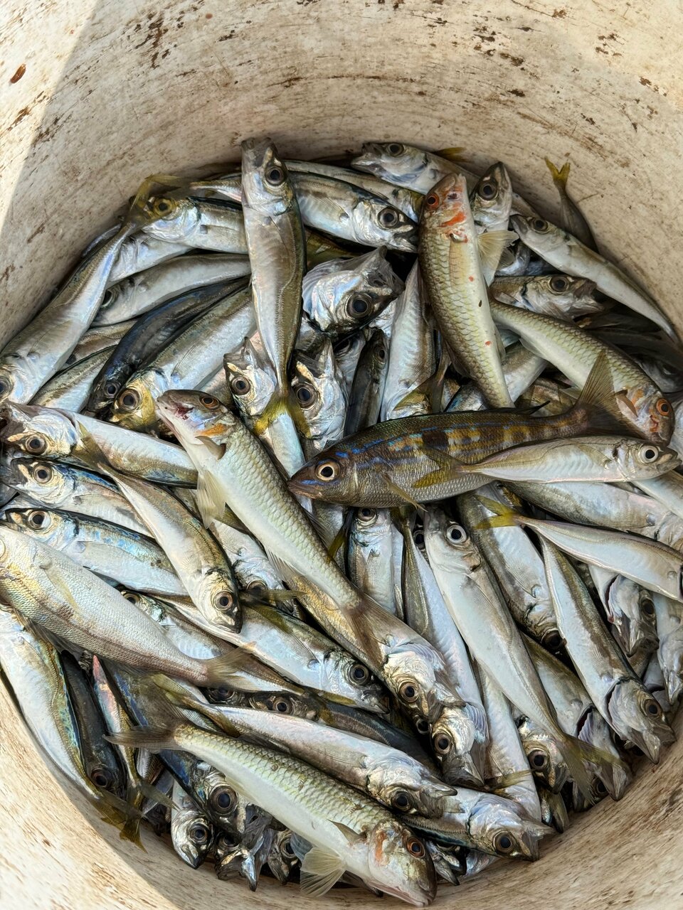 Гостиница Сальвадор Партенит-20